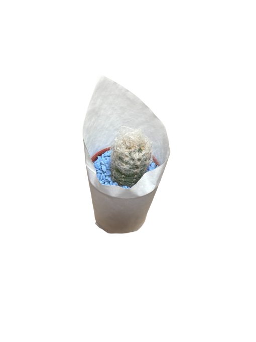 Mini cactus