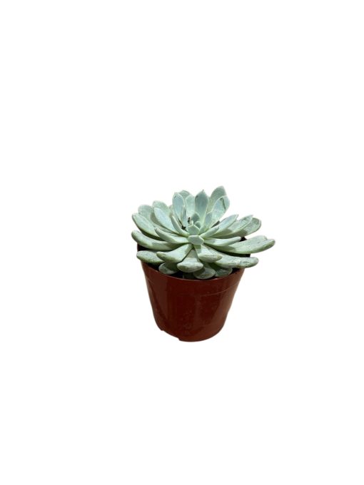 Mini suculentas
